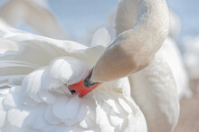 Mute Swan Preening Its Feathers. Cygnus Olor.