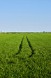 © Raul - Marks on rice field and sunny day