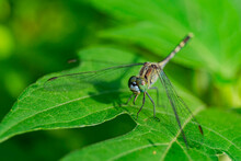 Close Up Shot Of Blue Dasher Dragonfly On A Leaf