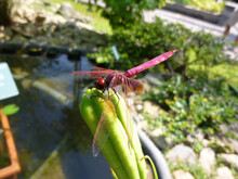 Close Up Shot Of Flame Skimmer Dragonfly On A Leaf