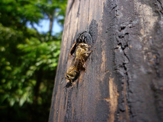 Close up shot of two bee flying out from their nest