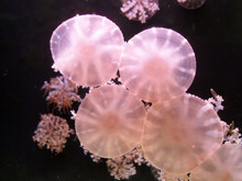 Close Up Shot Of Some Pink Jellyfish