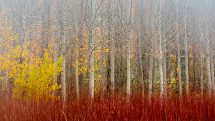  Autumn landscape of a field of poplars and red wicker