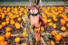 Scarecrow In A Pumpkins Field