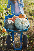 Wheelbarrow Full Of Pumpkins Free Stock Photo - Public Domain Pictures