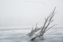 Canada Geese Fly Through Misty Fog Over Dead Trees Along River Bank