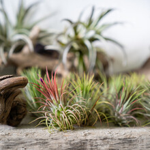Close Up Of Air Plant Tillandsia On Wooden Surface. Trendy Indoor Garden Ideas. Soft Focus. Houseplant With Aerial Roots