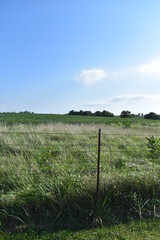 Canvas Print - Field