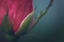 A Closeup Of A Red Rosebud
