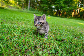 Wall Mural - Cute tabby kitten in the grass