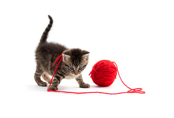 Wall Mural - Cute tabby kitten playing with red yarn