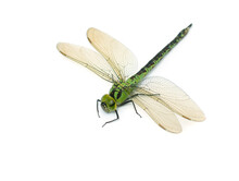 Large Green Dragonfly On A White Background Isolated.