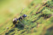 © Pansfun Images/Stocksy - ant on green moss