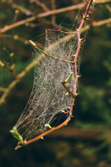 Spider web on the branch in the forest