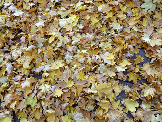 carpet of autumn yellow orange red fallen maple leaves