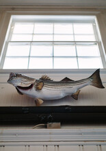 Stuffed And Mounted Trophy Fish Below Window