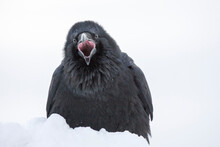 Wild Juvenile Raven With Open Mouth Sitting In Snow