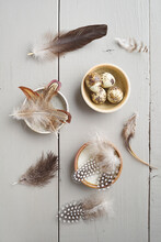 Quail's Eggs And Feathers Of Chicken, Guinea Fowl And Goose