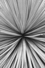 Close up of leaves from large bromeliad plant