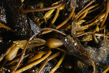 Close Up Of Giant Sea Kelp On Shore