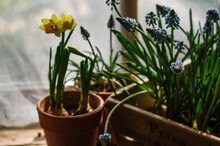 Grape Hyacinths And Miniature Daffodils In Front Of A Sunny Window.
