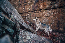 Husky Standing On Top Of Rocks