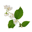 white jasmine flowers branch, jasmine flowers, leaves