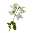 white jasmine flowers branch, jasmine flowers, leaves