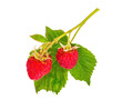 raspberries on a twig, isolate, berries