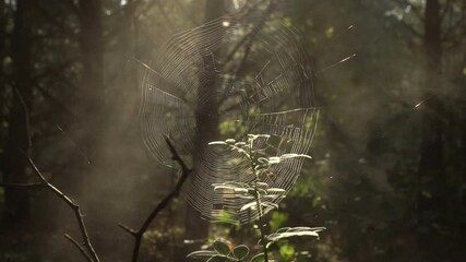 wet cobweb and smoke in the forest in the morning