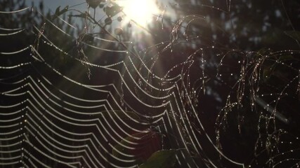 wet cobweb in the autumn morning