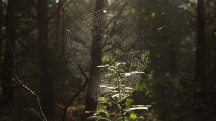 wet cobweb in the morning forest
