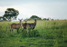 Gazelle On African Safari
