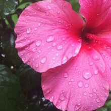 Raindrops On A Hot Pink Hibiscus Flower
