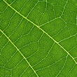 © Pixel Stories/Stocksy - Leaf details