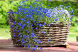 wicker basket with bright blue small flowers of Lobelia close up