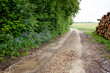 Ein Feldweg mit einer sommerlich grünen Hecke auf der einen Seite und einem Haufen aufgestapelter Baumstämme / Holz auf der anderen Seite
