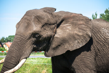 Poster - Mesmerizing shot of an adorable elephant