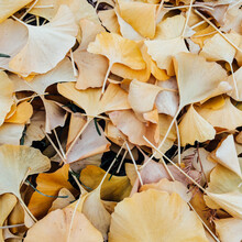 Yellow Dried Ginkgo Leaves