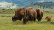 Closeup of grazing bisons in the Yellowstone National Park in the US
