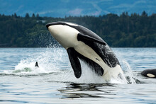 Bigg's Orca Whale Jumping Out Of The Sea In Vancouver Island, Canada