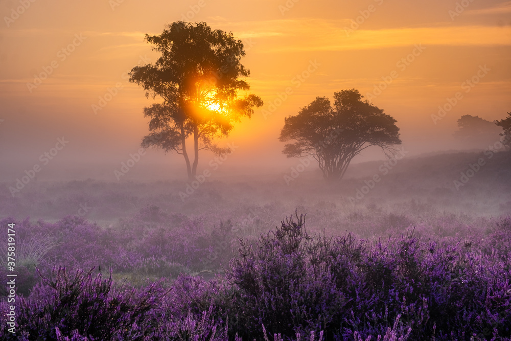 Blooming heather field in the Netherlands near Hilversum Veluwe Zuiderheide, blooming pink purple heather fields in the morniong with mist and fog during sunrise Netherlands Europe - obrazy, fototapety, plakaty 