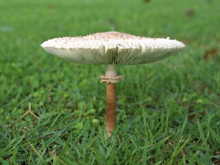 Closeup white Parasol mushroom , Macrolepiota procera in the grass in forest with blurred background ,macro image	