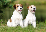 Fototapeta Psy - Two cute adorable rough haired jack russell terrier sitting outdoors on summer time with green grass background. White and sable brown jack russell terrier posting outside, nice portrait of pet dog 