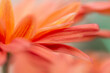 © Anna Pismenskova - Orange chrysanthemum close-up. Abstract background closeup of the petals of chrysanthemum. Autumn flower background. The coral shade of chrysanthemum. Chrysanthemum background with copyspace.