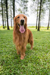 © chendongshan - Golden Retriever playing in outdoor grass