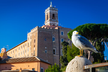 Wall Mural - Seagull siting at the Roman Forum in Rome, Italy