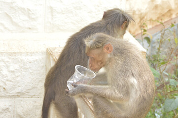 Canvas Print - Closeup shot of a rhesus macaque drinking a water