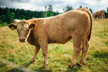 Poster - Closeup shot of a cow in a green meadow looking ahead - perfect for a background