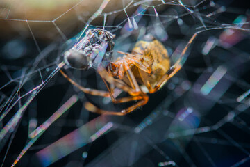 spider feeding on an ant